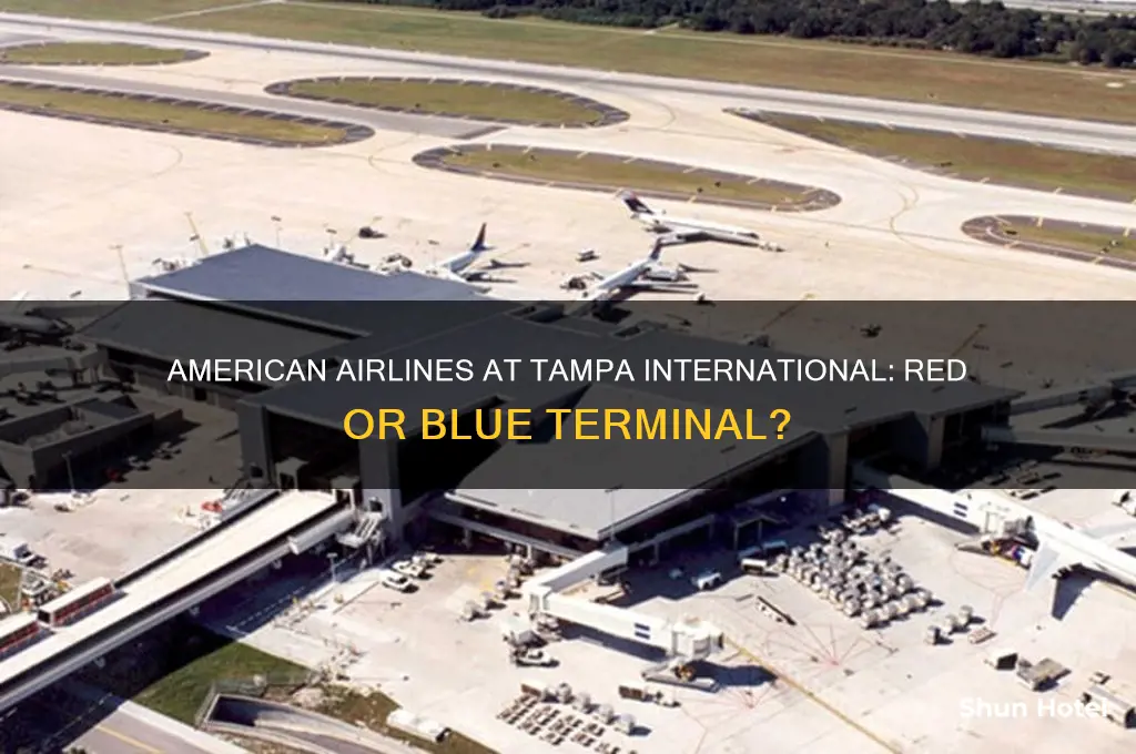 is american airlines red or blue at tampa international airport
