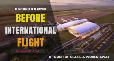 Traveling with Cats: Airport Arrival Tips for International Flights