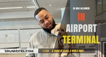 Canine Companions: Navigating Airport Terminals with Your Dog