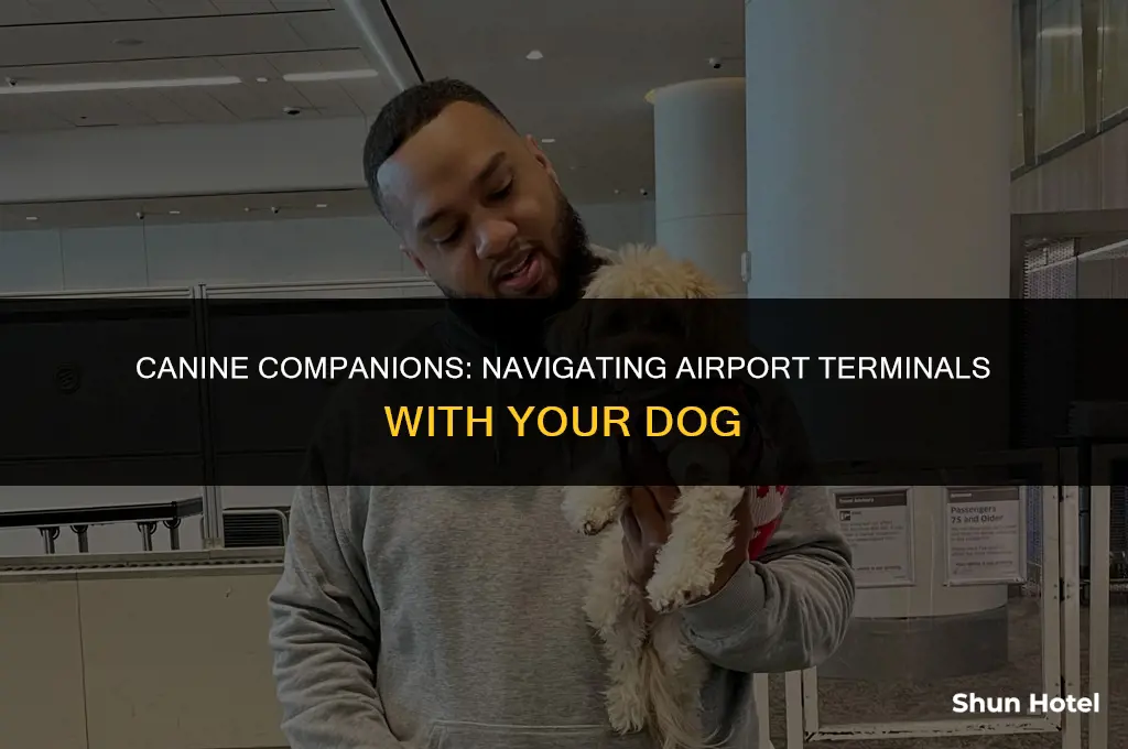 is dog allowed in airport terminal