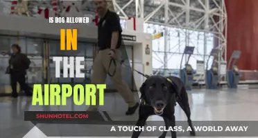 Are Dogs Allowed in Airports?