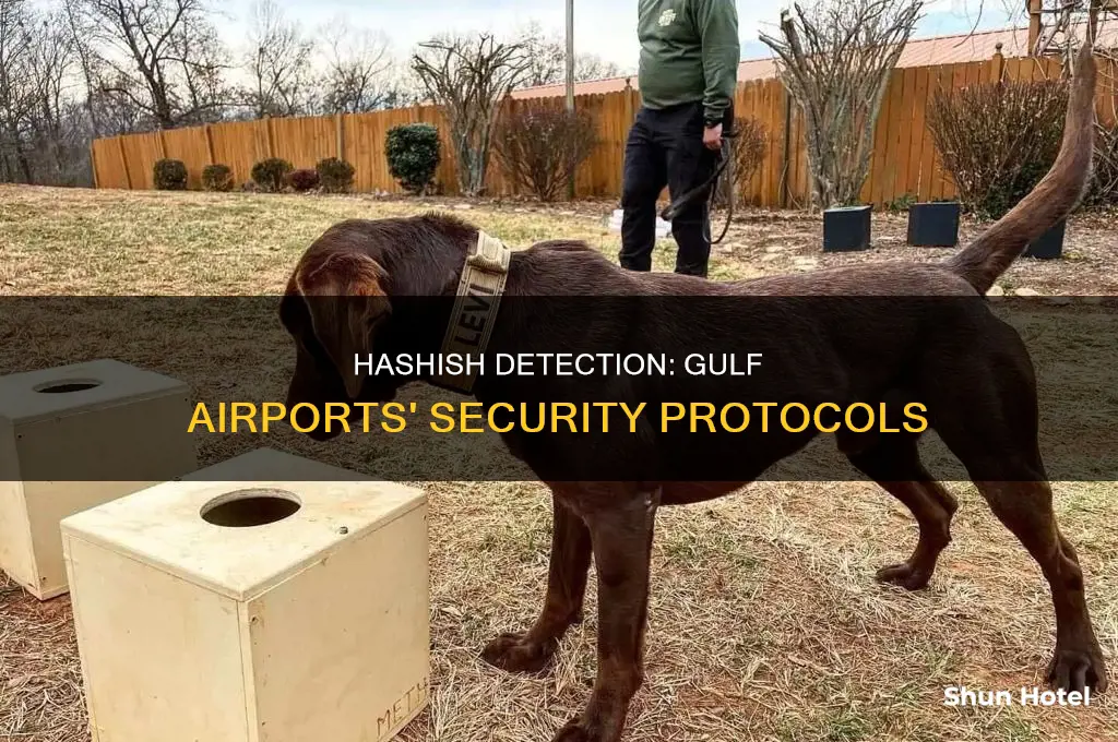 is hashish can be traced in gulf airport