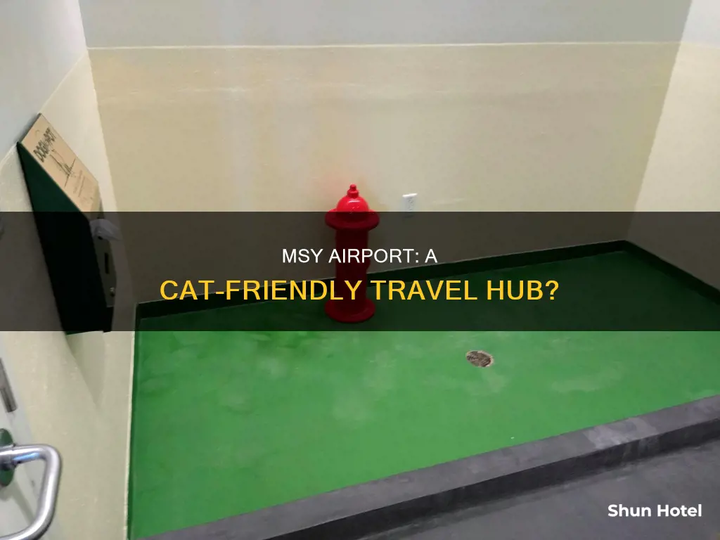 is msy a cat x airport