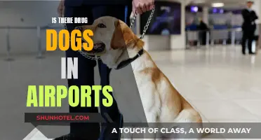 Airports and Drug Dogs: Sniffing Out the Truth