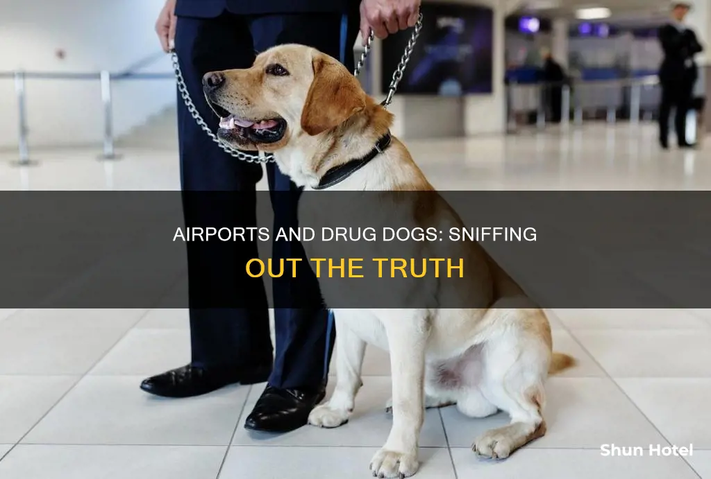 is there drug dogs in airports