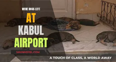 US Military Dogs Left Behind at Kabul Airport