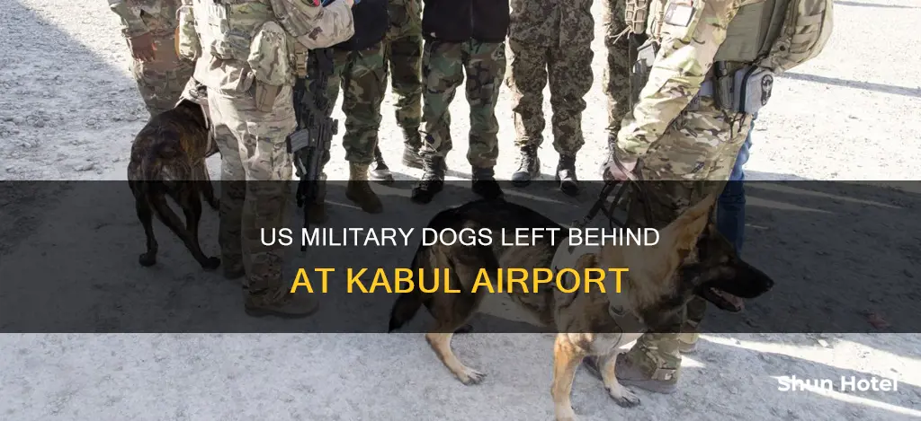 were dogs left at kabul airport