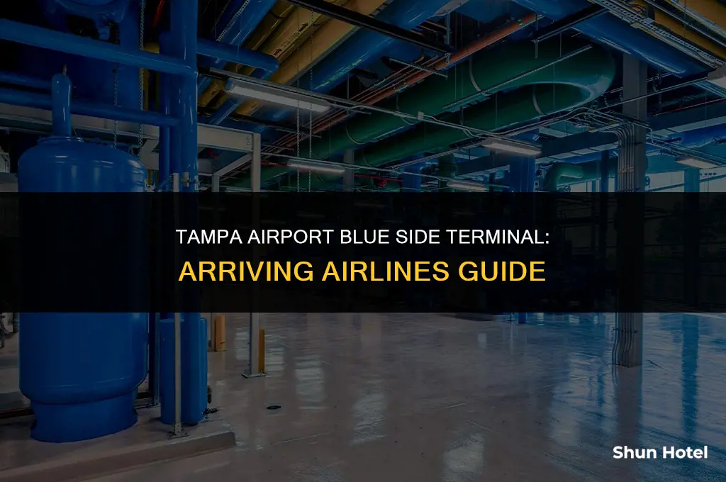 what airlines arrive on blue side terminal at tampa airport