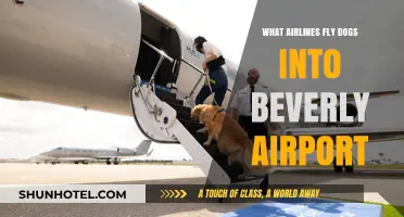 Airlines Transporting Dogs to Beverly Airport: Your Pet Travel Guide