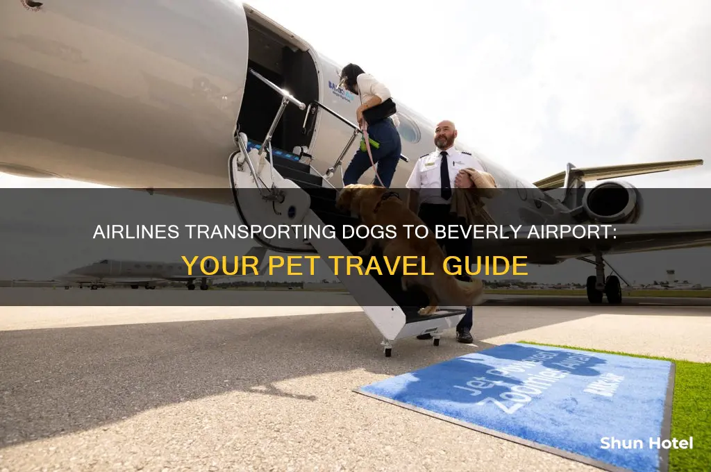 what airlines fly dogs into beverly airport