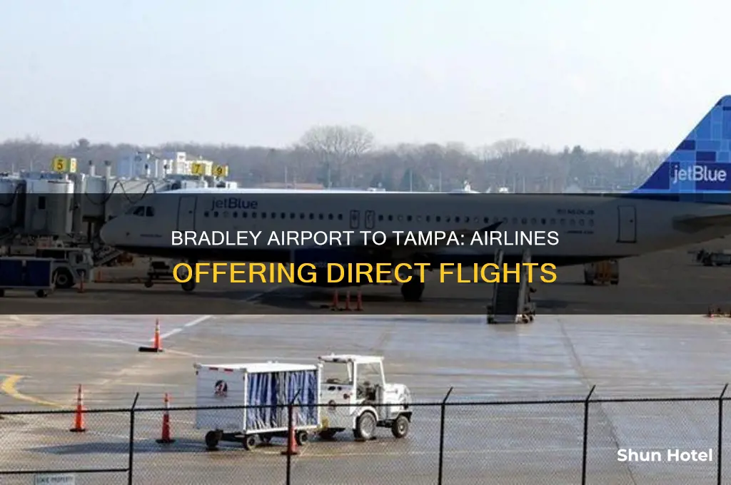 what airlines fly from bradley airport to tampa florida