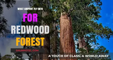 Best Airports to Fly Into for Exploring the Majestic Redwood Forest