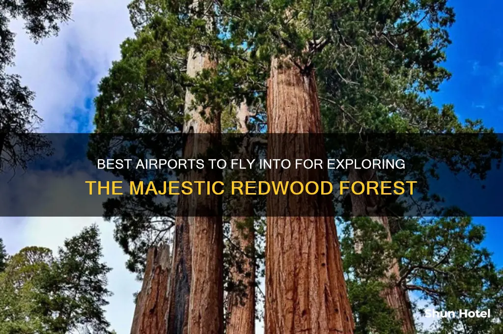 what airport fly into for redwood forest
