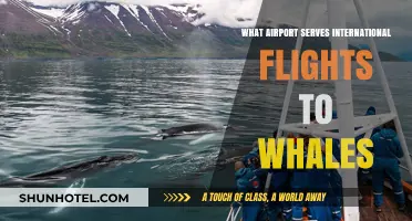 Exploring Airports for International Flights to Whale-Watching Destinations