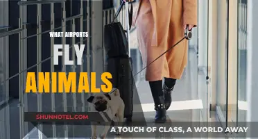 Pet-Friendly Skies: Airports Offering Animal Transport Services Globally
