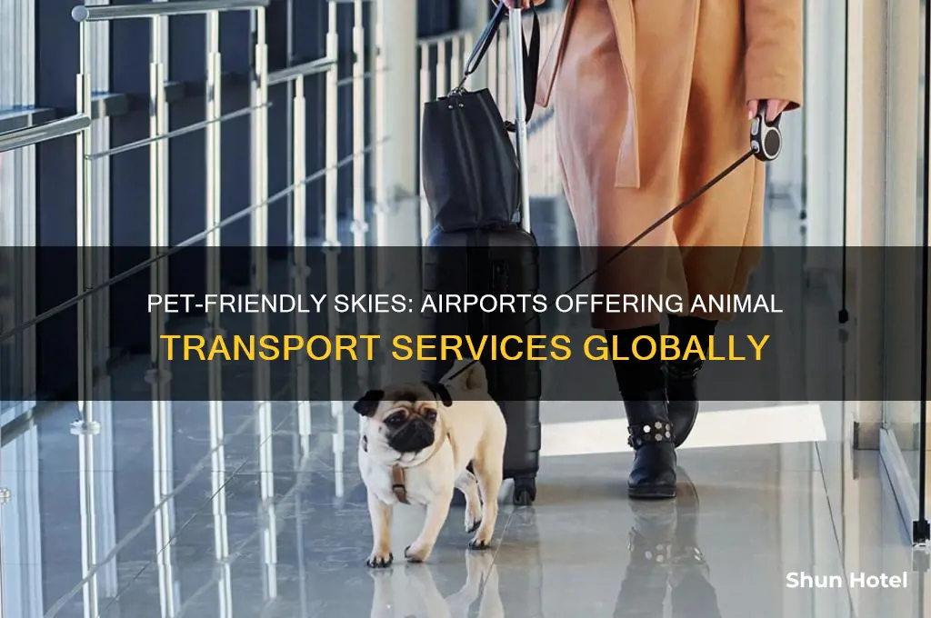 what airports fly animals
