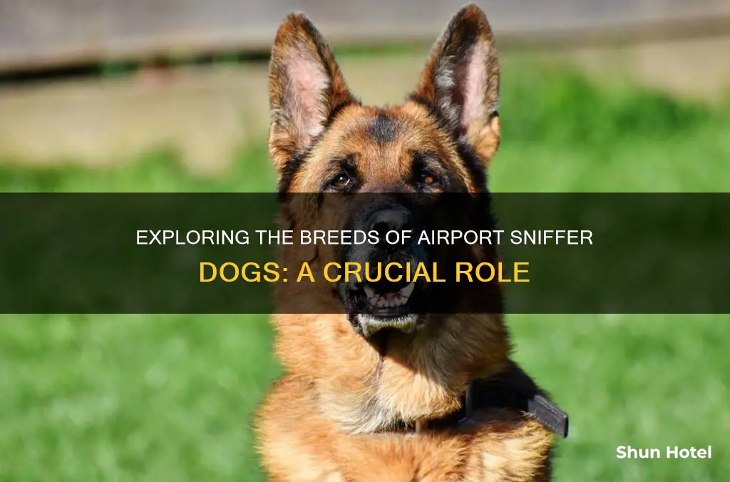 what breed are airport sniffer dogs