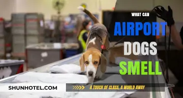 Airport Dogs: Sniffing Out the Unexpected