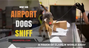 Airport Dogs: Sniffing Out the Unexpected