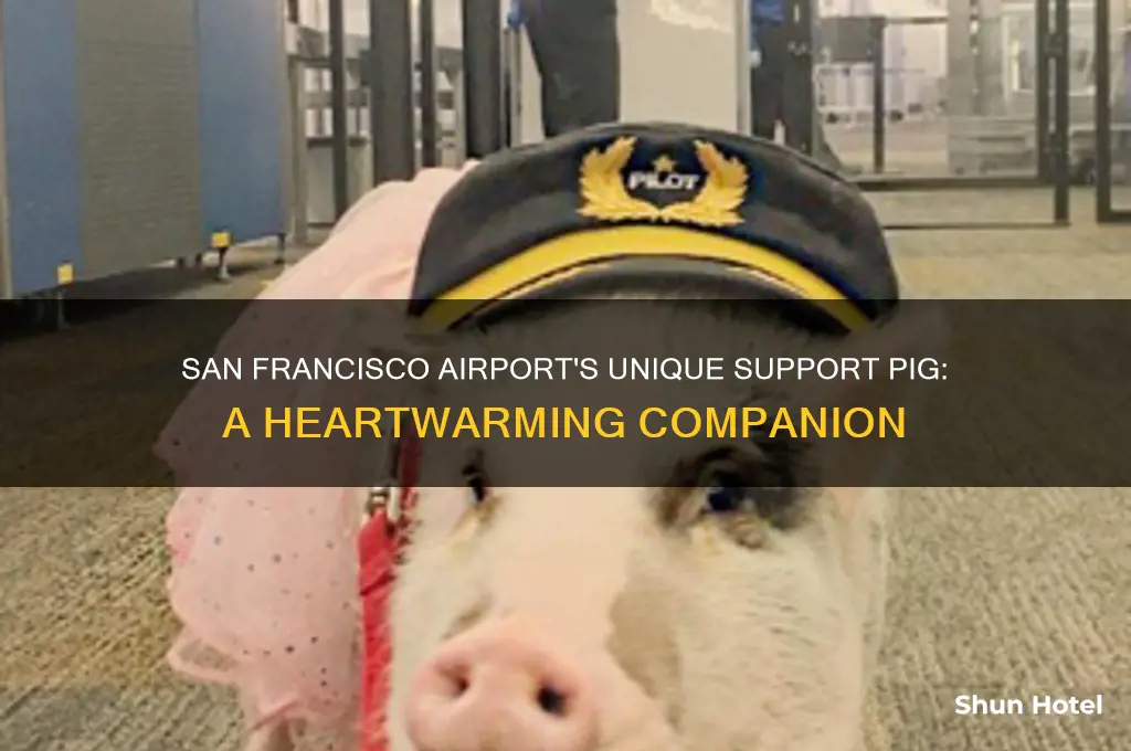 what does san francisco international airport have a support pig