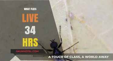 Unbelievably Short Lifespan: Exploring the 34-Hour Flying Insect Mystery