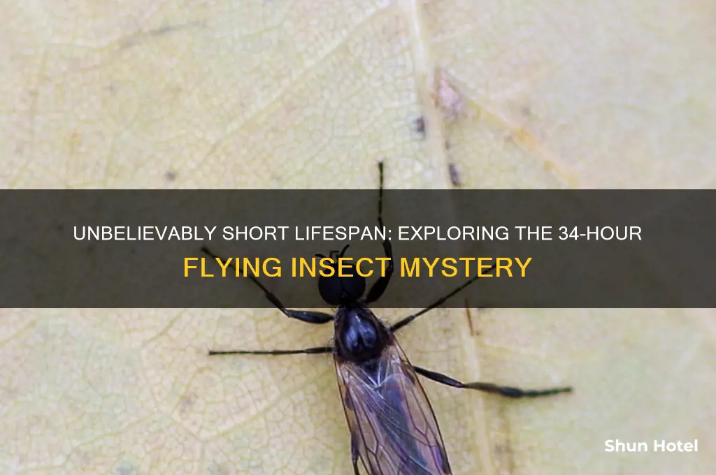 what flies live 34 hrs