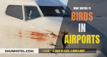 Airports and Birds: A Dangerous Mix