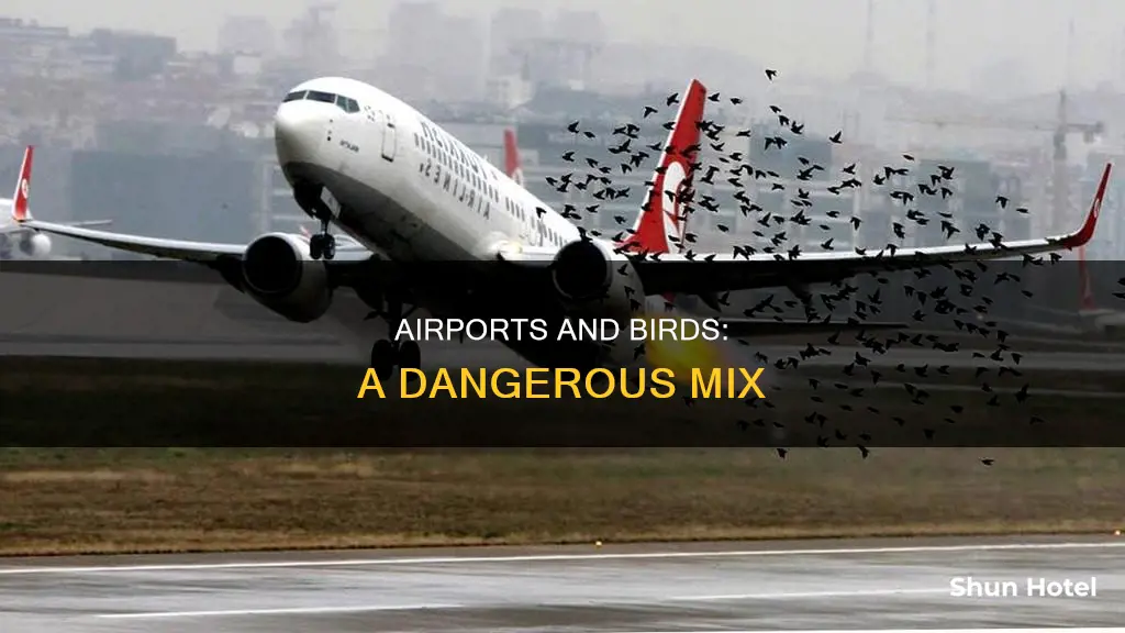 what hapens to birds in airports