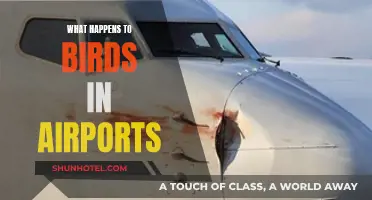 Birds, Airports, and the Dangers They Face