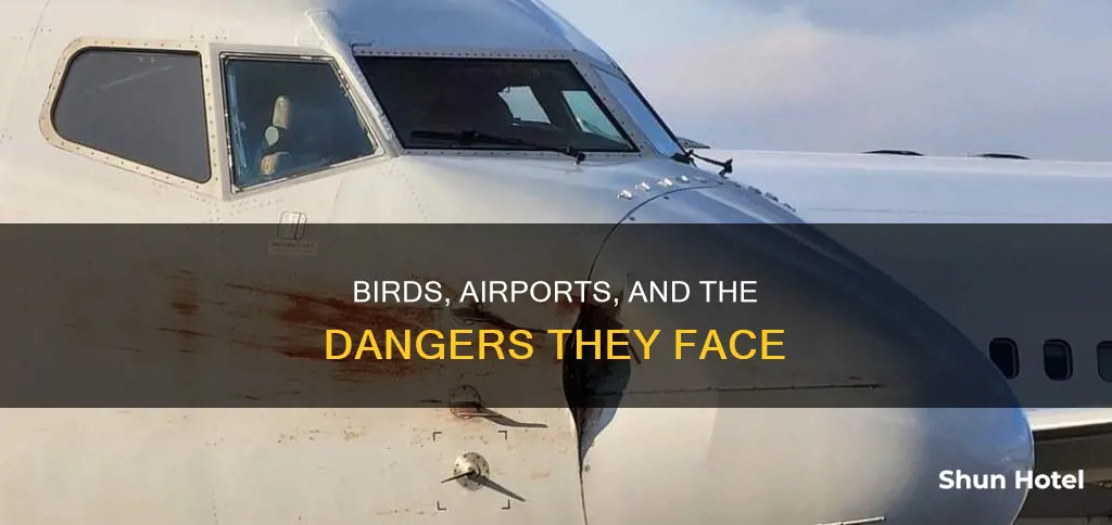what happens to birds in airports