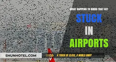 Birds at Airports: Challenges, Solutions, and Safe Skies Strategies