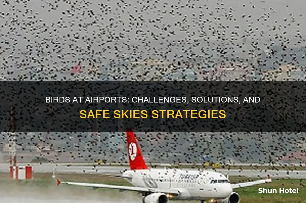 what happens to birds that get stuck in airports