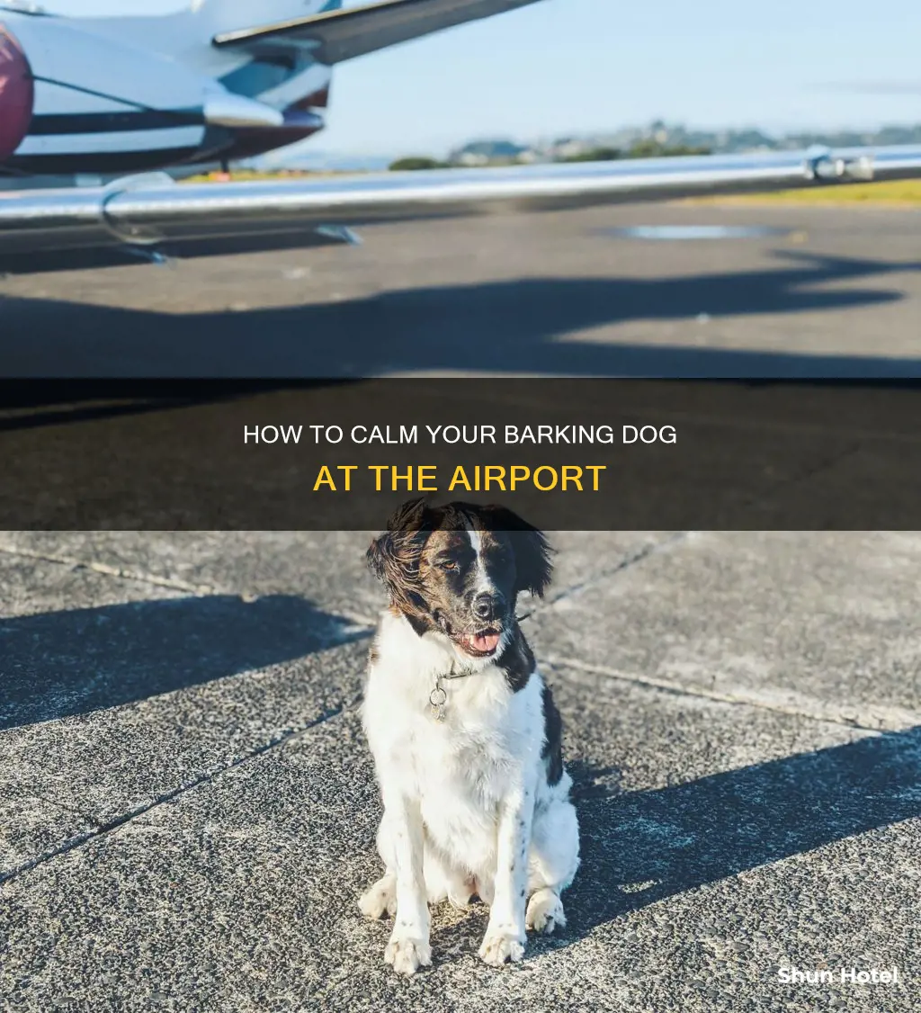 what if dog barks at airport