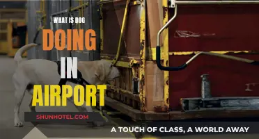 Dogs at Airports: What's Their Role?