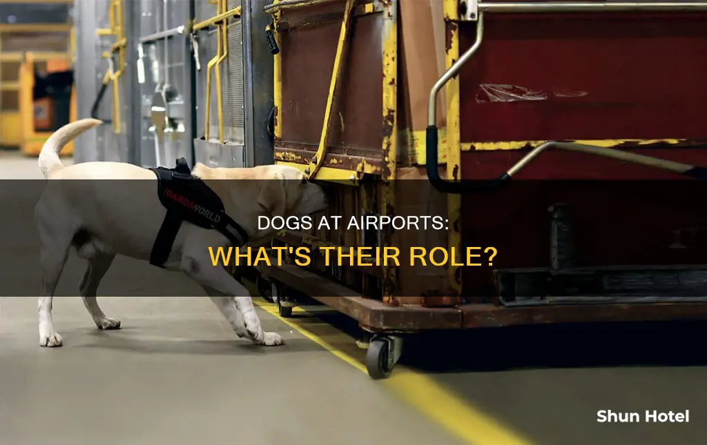 what is dog doing in airport