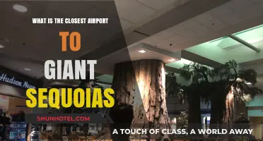 Closest Airport to Giant Sequoias: Your Travel Guide to the Redwoods