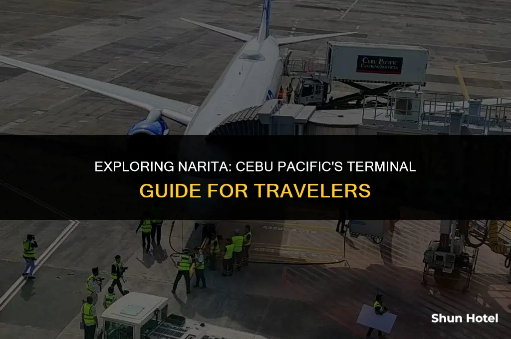 what terminal is cebu pacific in narita airport