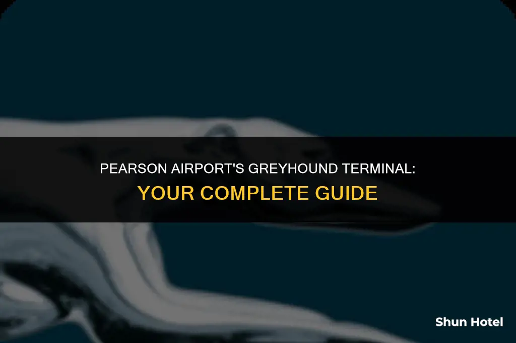 what terminal is greyhound at pearson airport