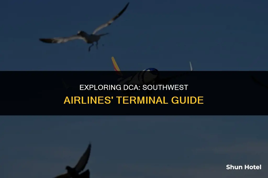 what terminal is southwest airlines at dca airport