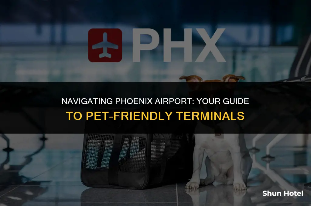 what terminal to pick up pet at airport phoenix