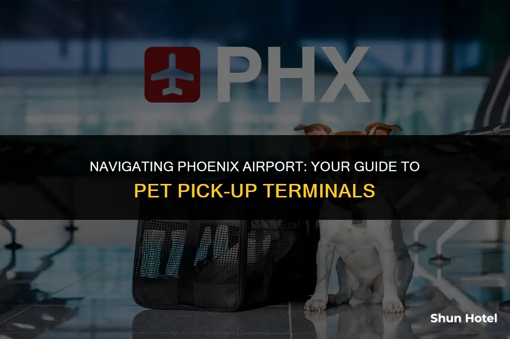 what terminal to pick up pet at airport phx