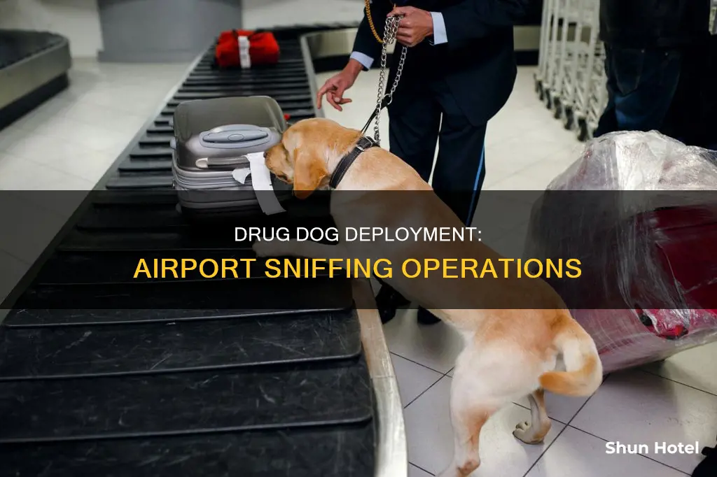 where are drug dogs in airports