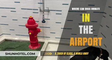 Airports: Where Can Dogs Relieve Themselves?