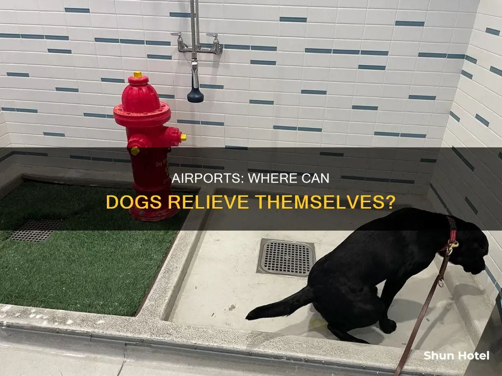 where can dogs urinate in the airport