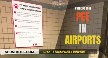 Airports and Dog Potty Problems: Where Do They Go?