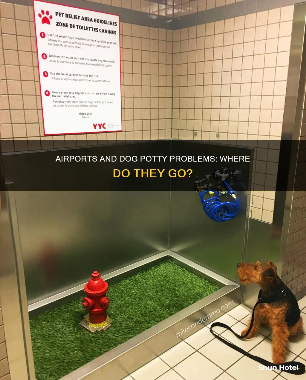where do dogs pee in airports