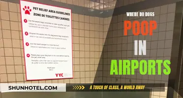 Dog Poop Problem: Airport Edition
