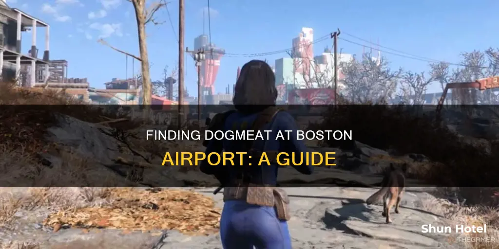 where is dogmeat at boston airport