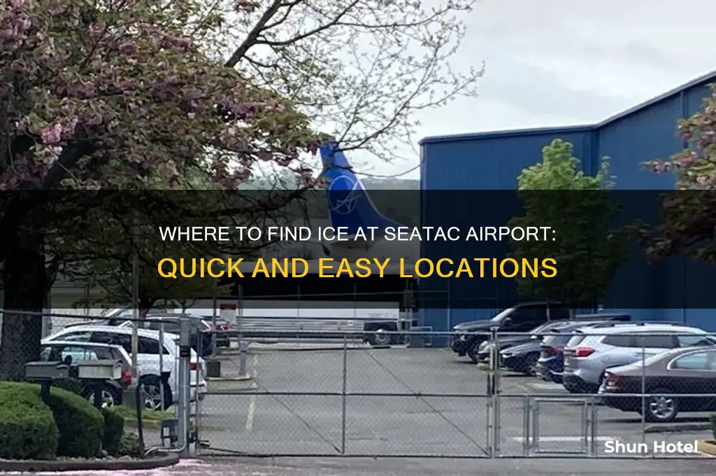 where to get ice at seatac airport