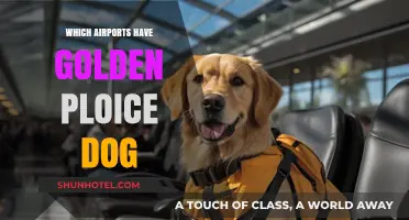 Golden Airport Dogs: Who Has Them and Why?